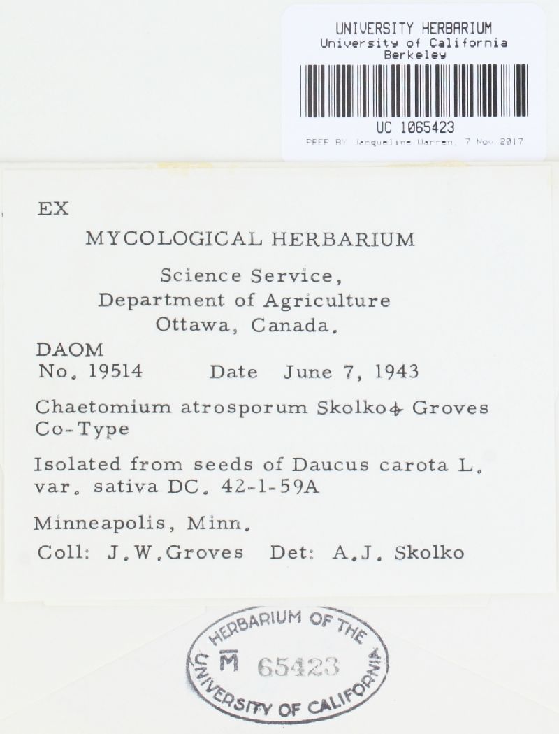 Chaetomium megalocarpum image