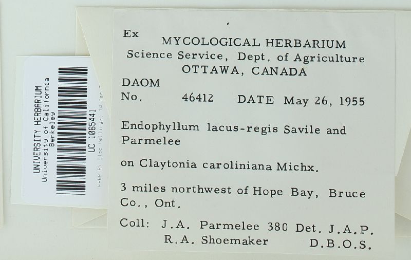 Endophyllum lacus-regis image