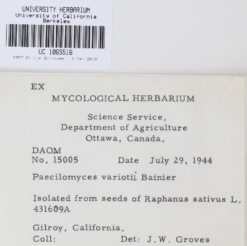 Paecilomyces variotii image