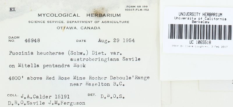 Puccinia heucherae image