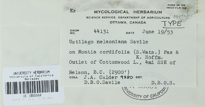 Microbotryum nelsonianum image