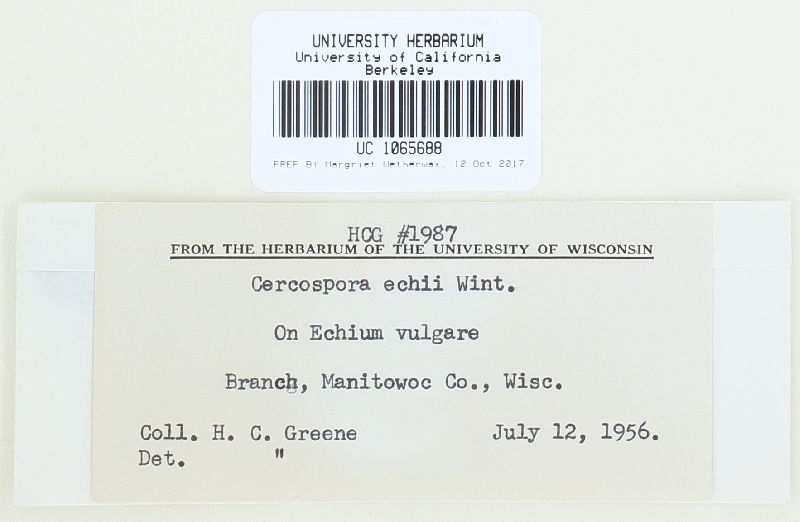 Cercospora echii image