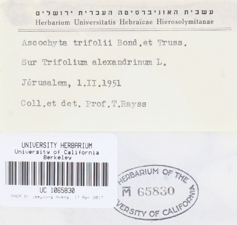 Ascochyta trifolii image