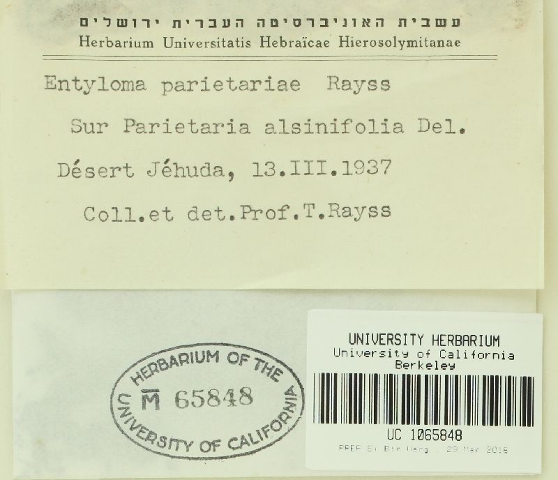 Entyloma parietariae image