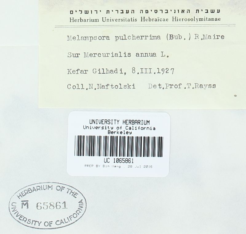 Melampsora pulcherrima image