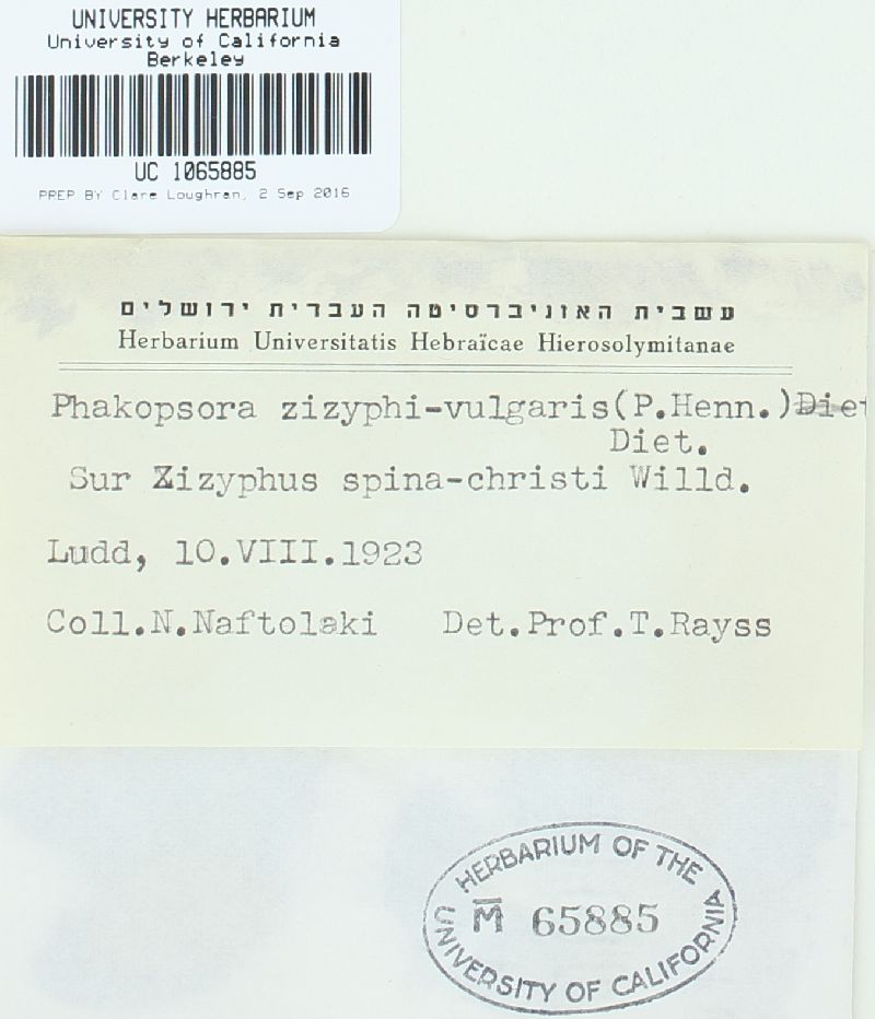 Phakopsora zizyphi-vulgaris image