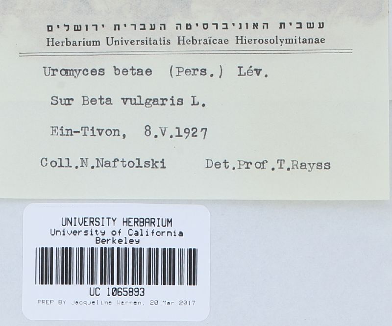 Uromyces beticola image