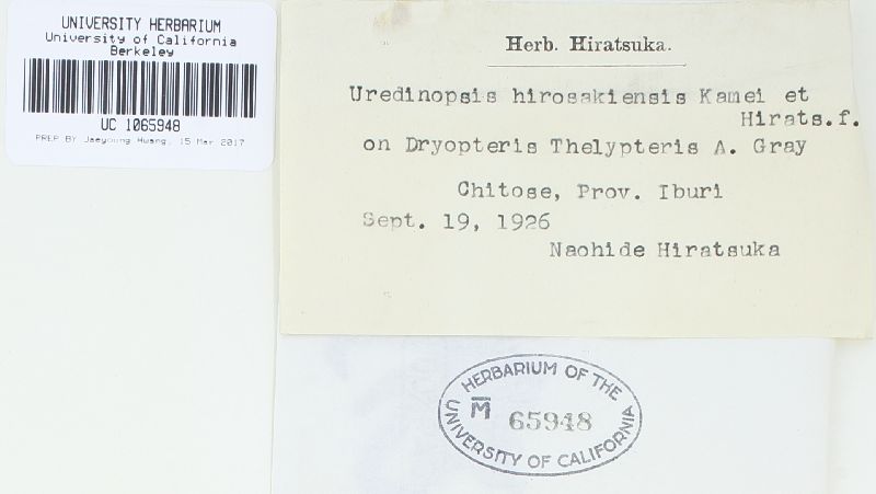 Uredinopsis hirosakiensis image