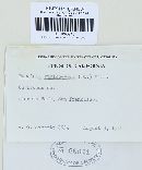 Puccinia recondita image