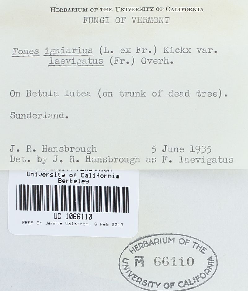 Phellinus laevigatus image