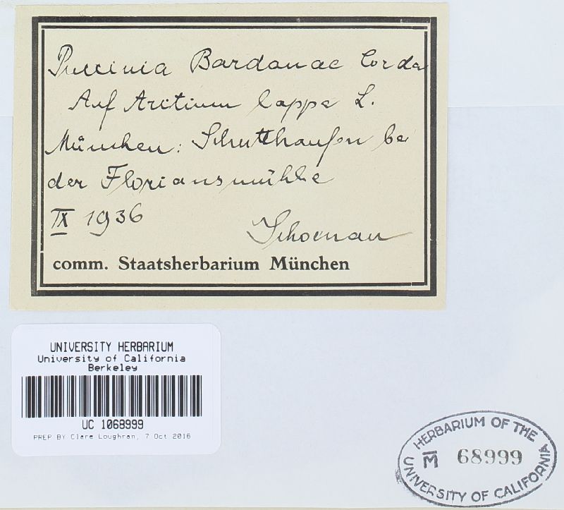 Puccinia calcitrapae image