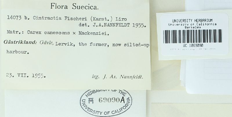 Cintractia fischeri image