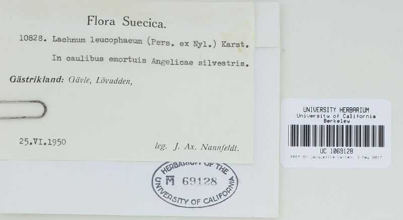 Trichopeziza leucophaea image