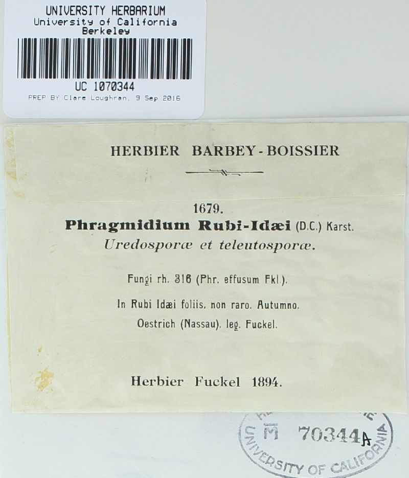 Phragmidium rubi-idaei image