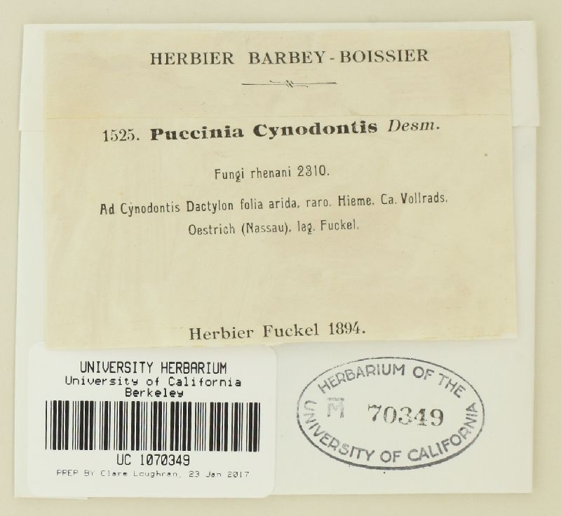 Puccinia cynodontis image