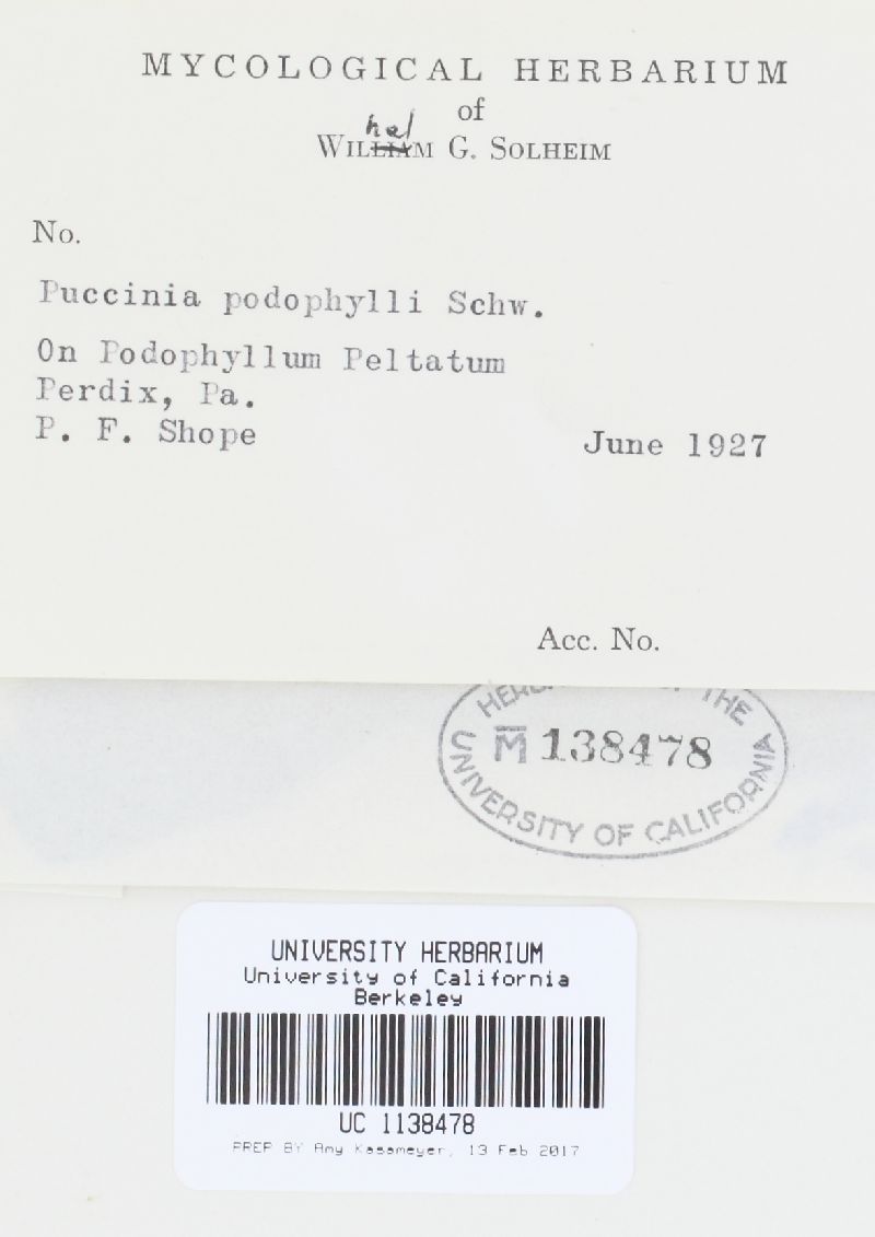 Puccinia podophylli image