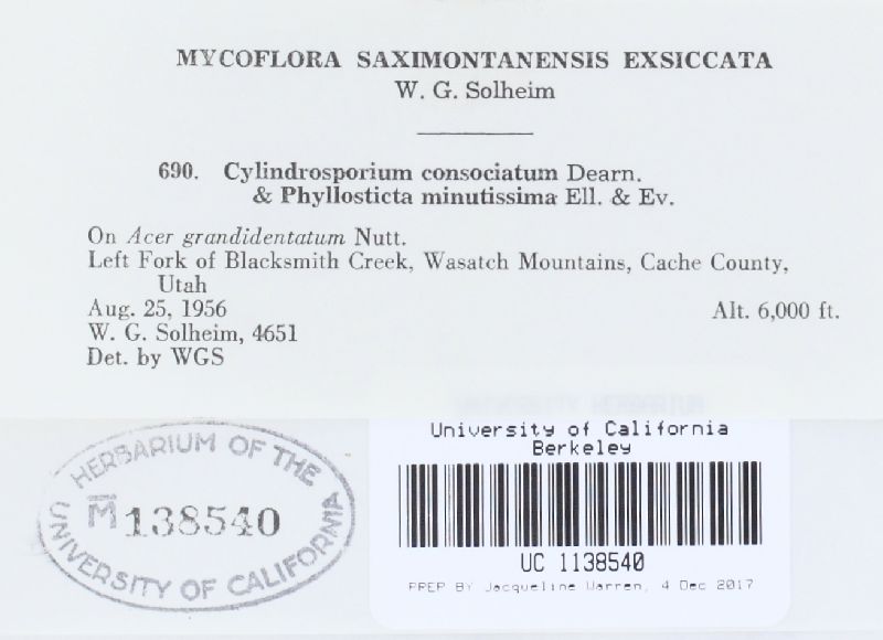 Cylindrosporium image
