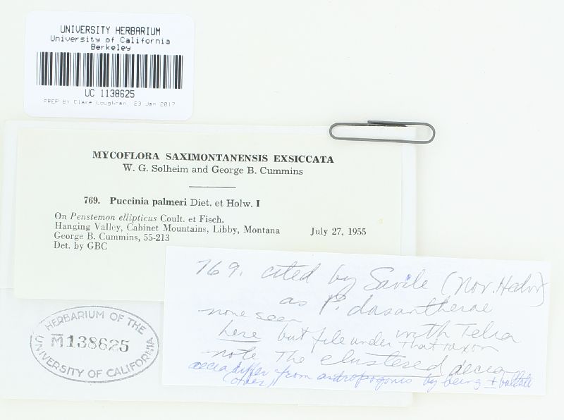 Puccinia dasantherae image