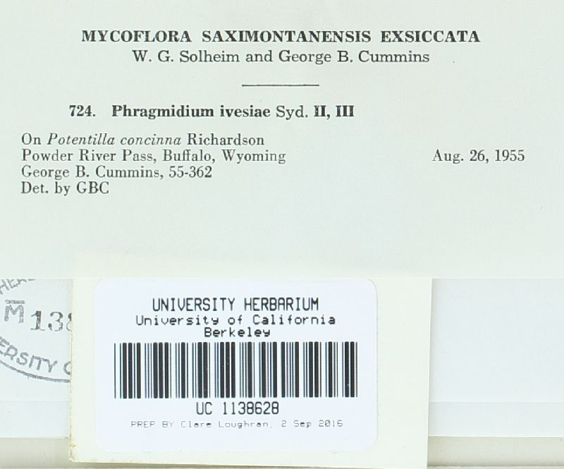 Phragmidium ivesiae image