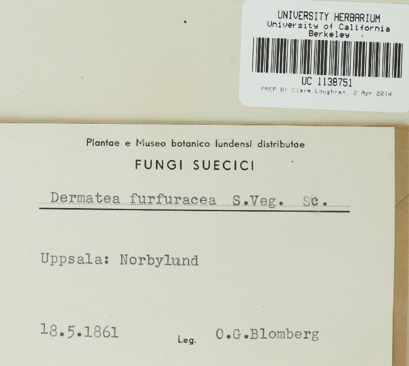 Encoelia furfuracea image