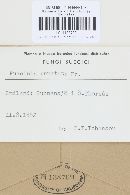 Puccinia punctata image