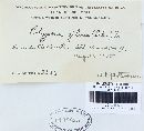 Phellinus gilvus image