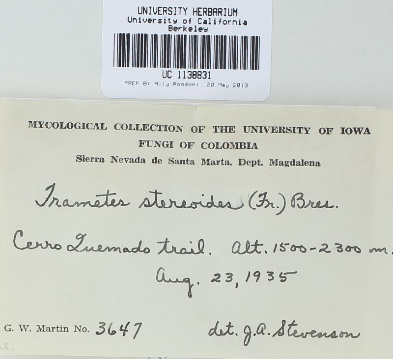 Datronia stereoides image