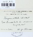 Phellinus gilvus image