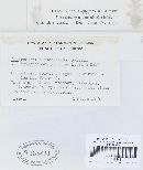 Camarosporium yuccaesedum image