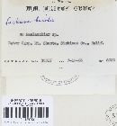 Capitotricha bicolor image