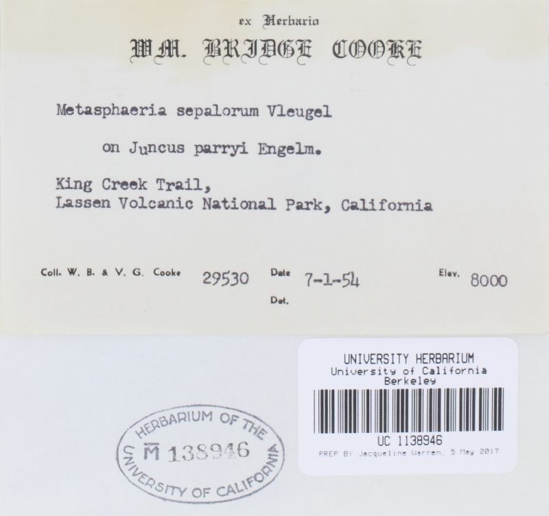 Bricookea sepalorum image