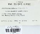 Aleurodiscus diffissus image