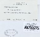 Trichaptum abietinum image