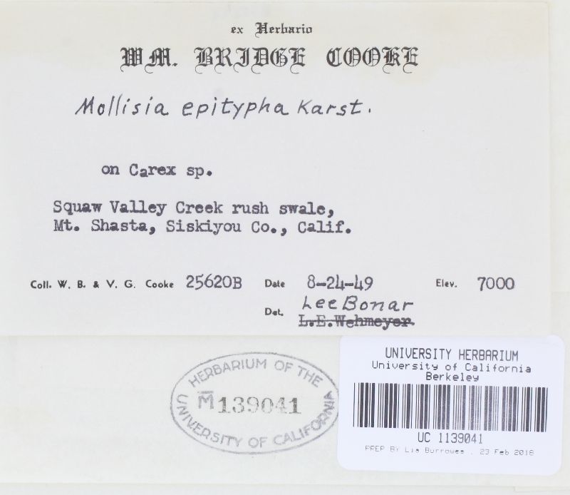 Mollisia epitypha image