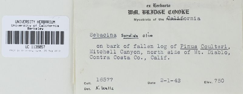 Sebacina sordida image
