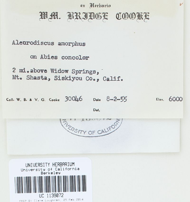 Aleurodiscus grantii image