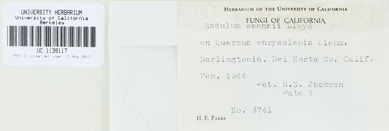Radulum owensii image