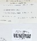 Steccherinum ochraceum image