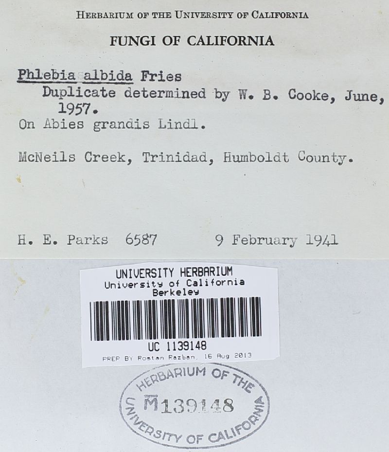 Phlebia mellea image