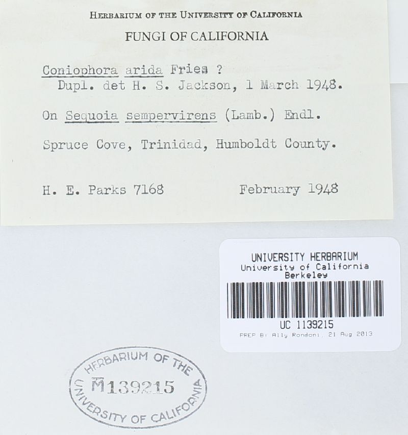 Coniophora arida image