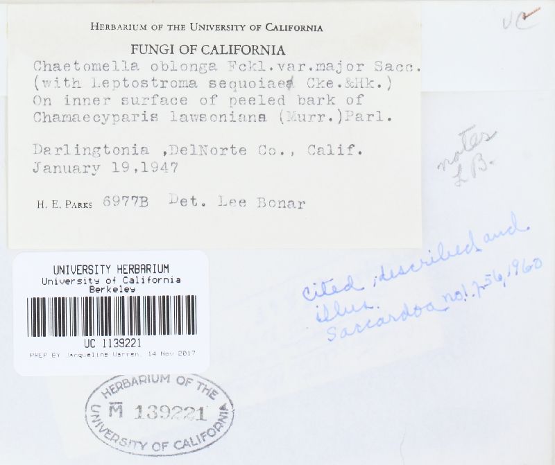 Chaetomella oblonga image