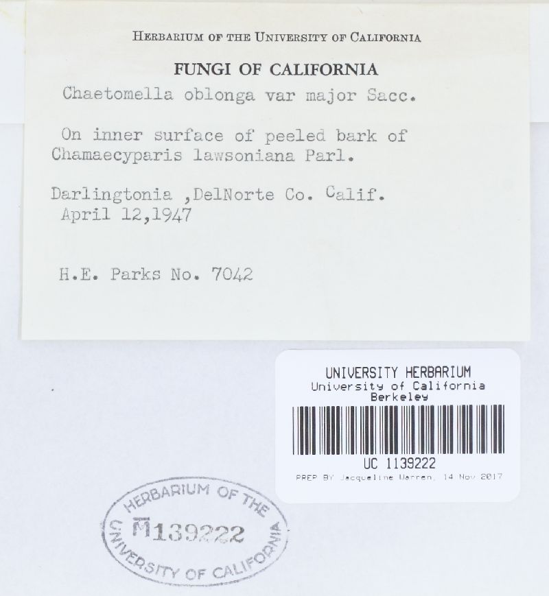 Chaetomella oblonga image