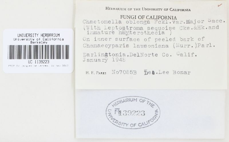 Chaetomella oblonga image