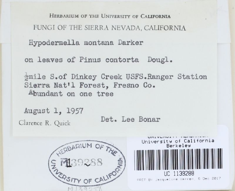 Davisomycella montana image