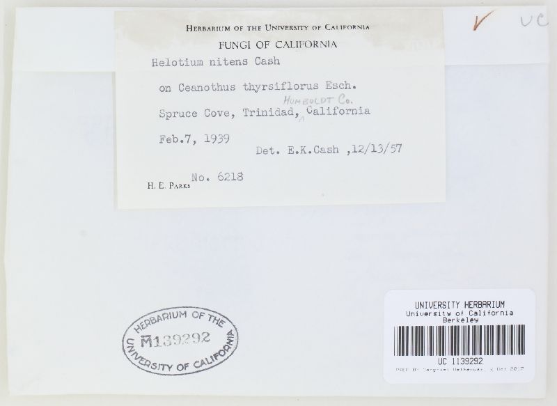 Calloria nitens image