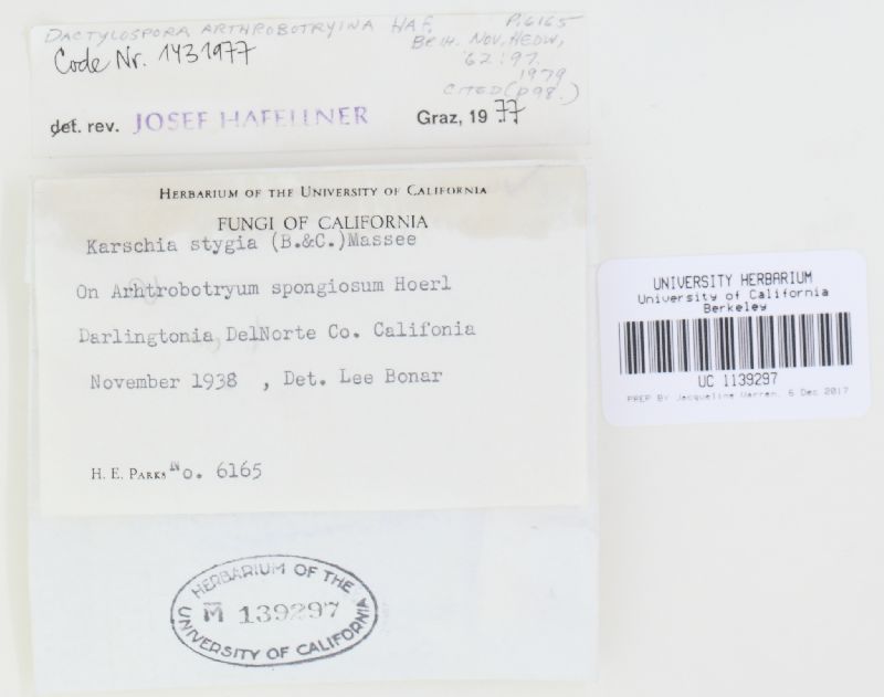 Dactylospora arthrobotryina image