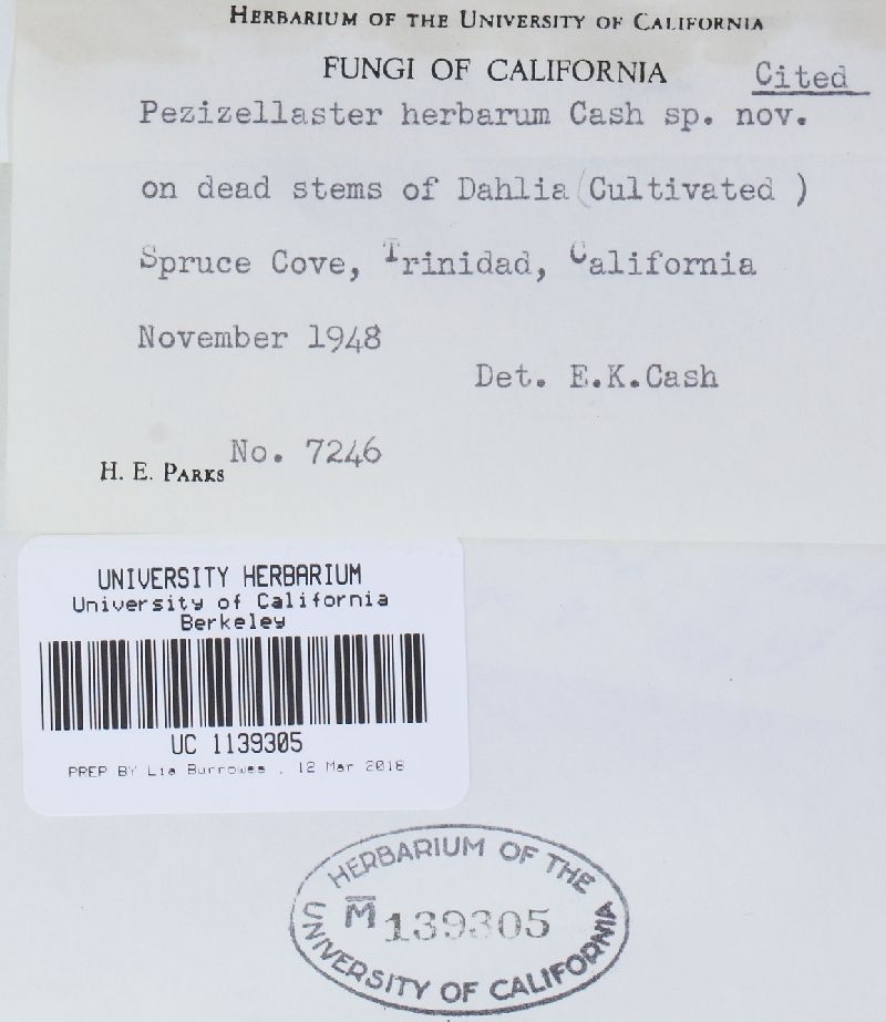 Pezizellaster herbarum image