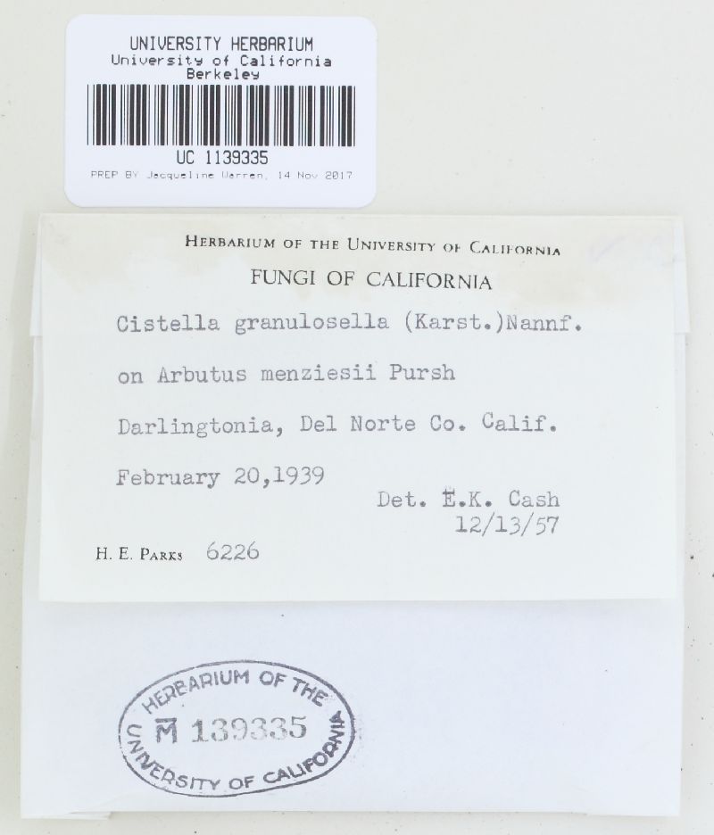 Clavidisculum karstenii image