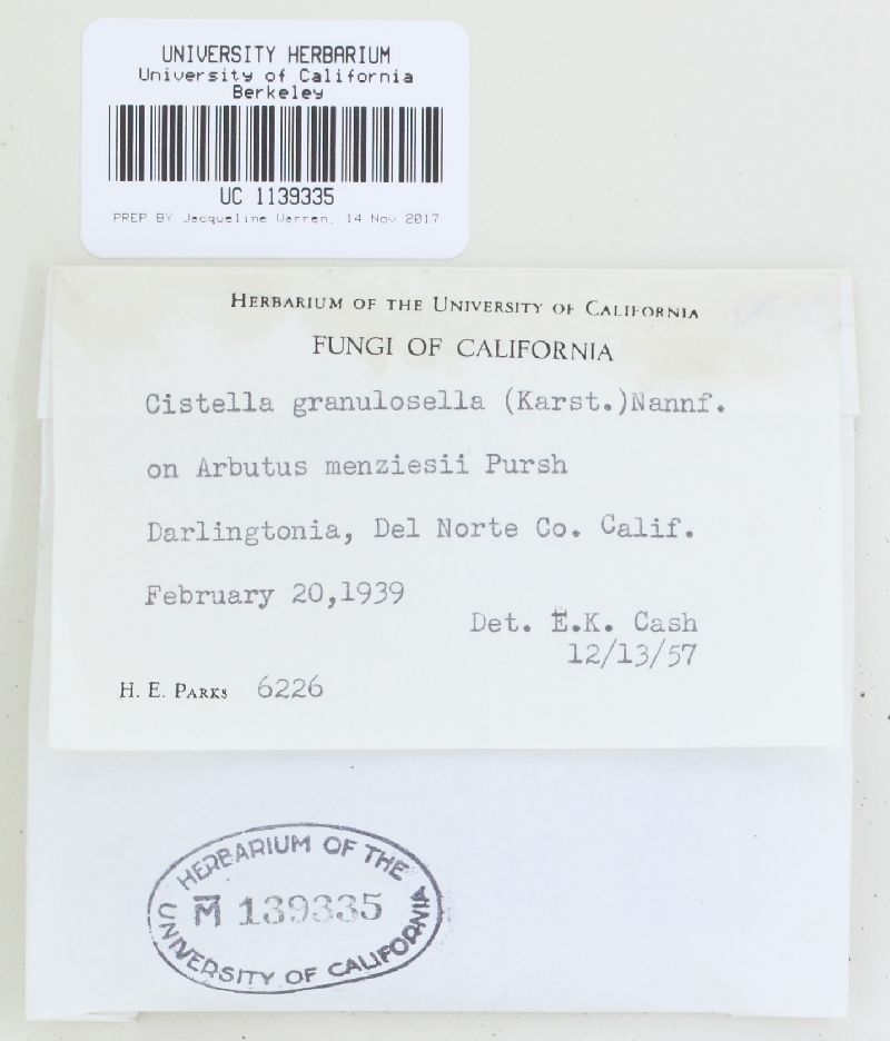 Clavidisculum image