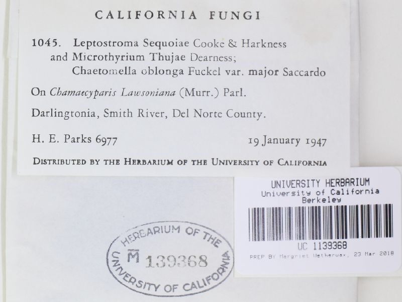 Pilidium sequoiae image